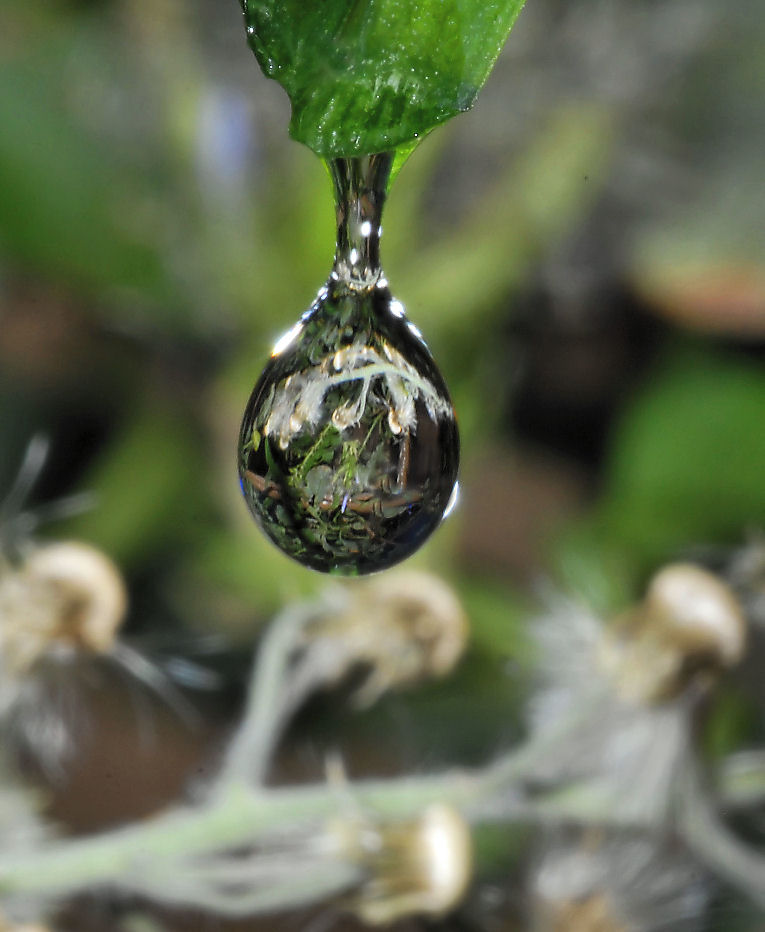 Taraxacum officinale